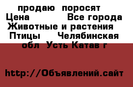 продаю  поросят  › Цена ­ 1 000 - Все города Животные и растения » Птицы   . Челябинская обл.,Усть-Катав г.